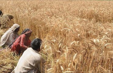 The wheat crisis in the Arab world is exemplified by Egypt
