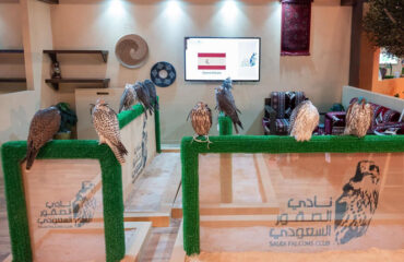 Top Spanish falcon farm joins Riyadh auction